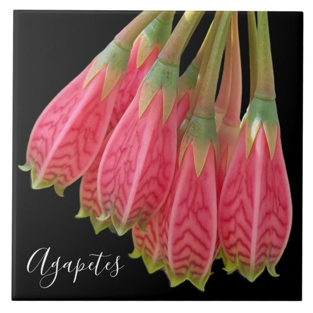 Red Agapetes Flowers on Black Floral Tile (Front)