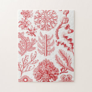 Red Alga Sea, Florideae Rotalgen by Ernst Haeckel Jigsaw Puzzle