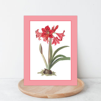 Red Amaryllis Botanical Illustration Postcard