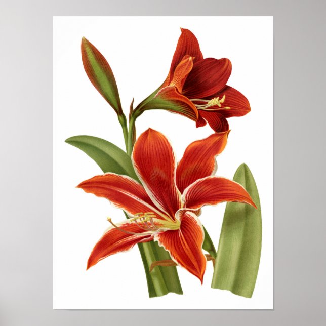 Red Amaryllis Botanical Print (Front)