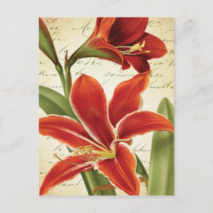 Red Amaryllis Christmas Flower Botanical Holiday Postcard