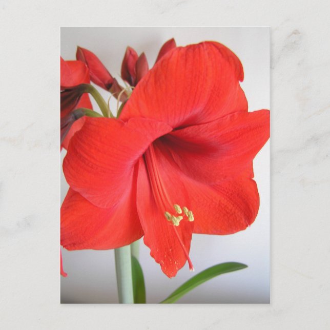 Red Amaryllis Christmas Flower Postcard (Front)