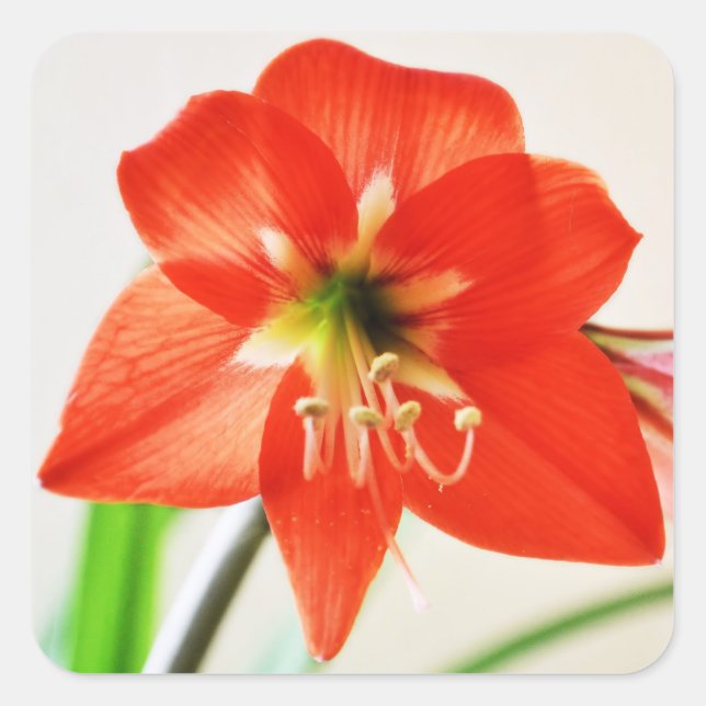 Red Amaryllis Flower Square Sticker (Front)