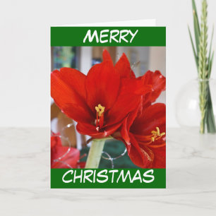 Red Amaryllis Holiday Card