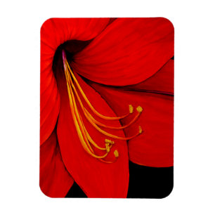 Red Amaryllis Magnet