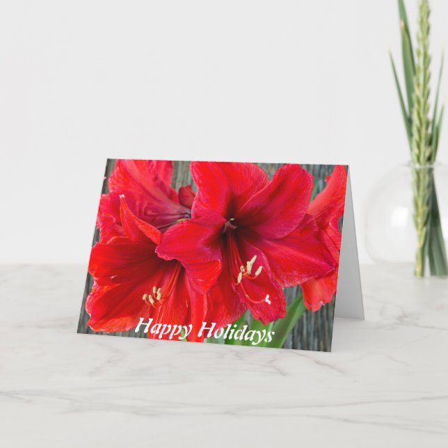 Red amaryllis photograph on holiday greeting card (Front)