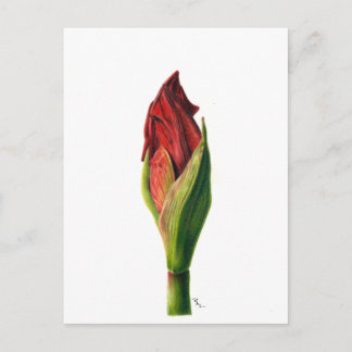 Red Amaryllis Postcard