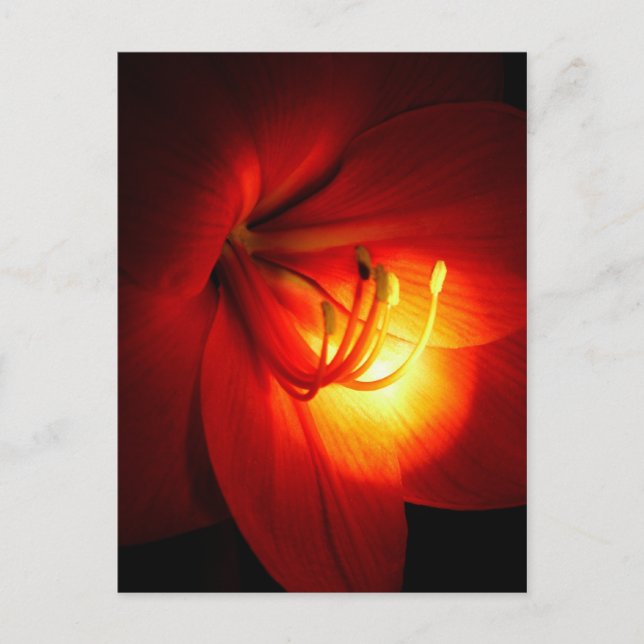 Red Amaryllis Postcards (Front)