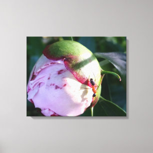Red and Black Ant on Big Pink Flower Bud Canvas Print