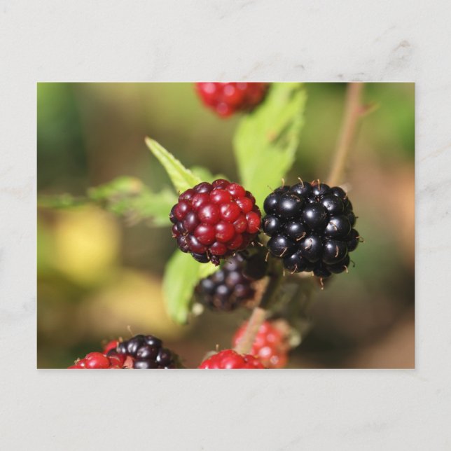 Red and black blackberry fruits. postcard (Front)