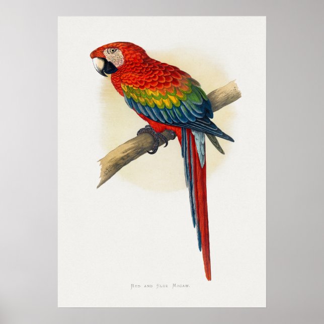 Red and Blue Macaw (Ara macao) Poster (Front)