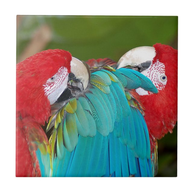 Red and blue macaw parrot print tile (Front)