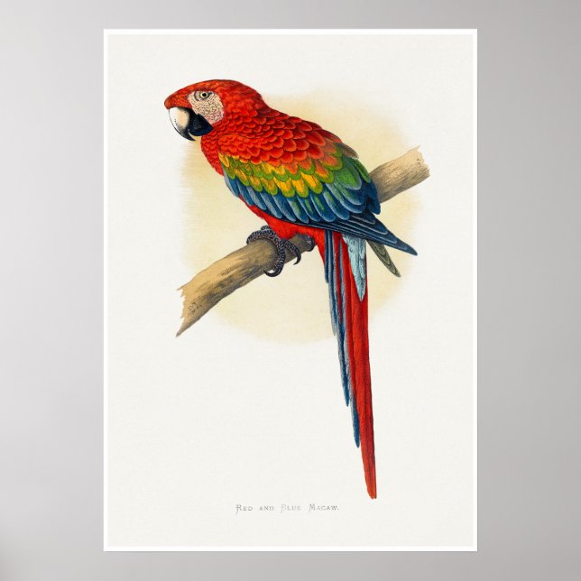 Red and Blue Macaw Poster (Front)