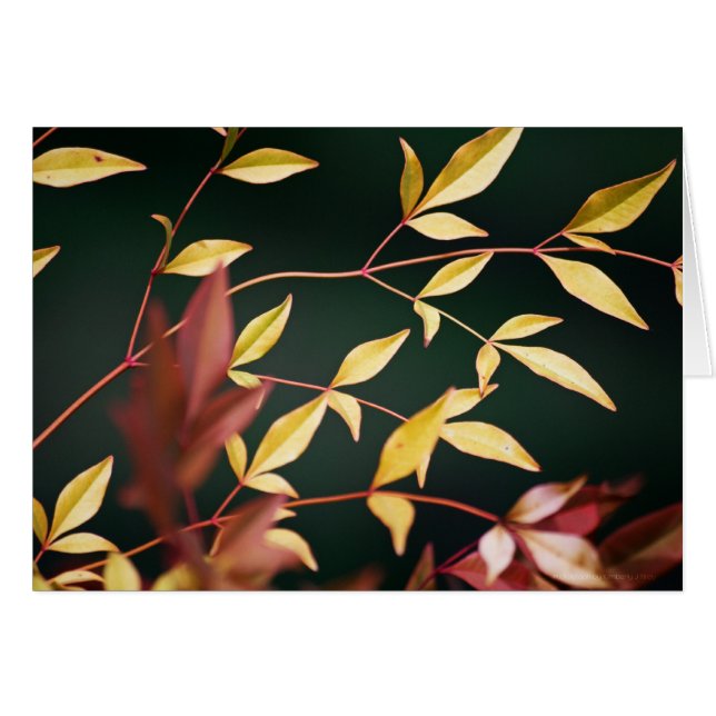 Red and Gold Card (Front Horizontal)