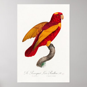 Red-and-Gold Lory, Poster