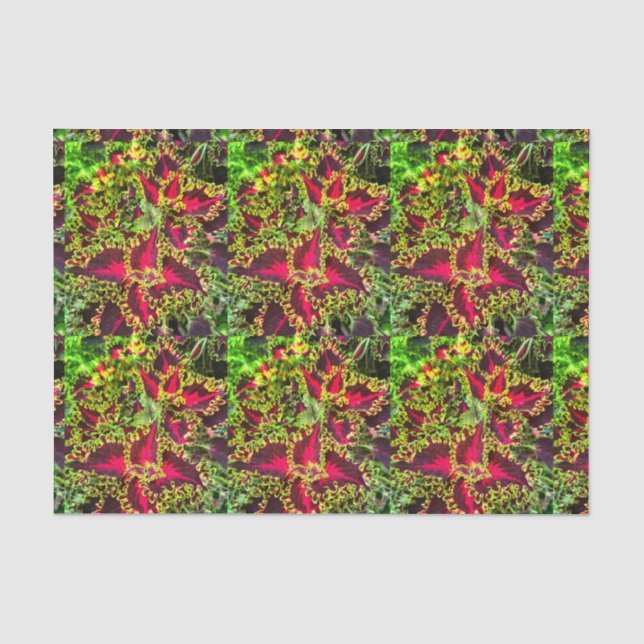 Red and green Coleus plant  Tissue Paper (Front)