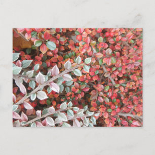 Red and Green Leaves DIY Postcard