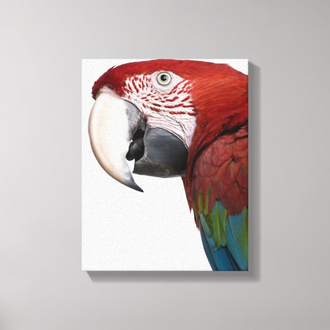 Red-and-green Macaw - Ara chloropterus Canvas Print (Front)