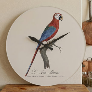 Red-and-green Macaw, Ara chloropterus Large Clock