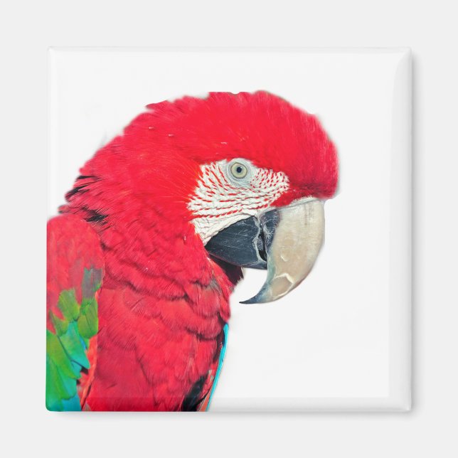 Red and Green Macaw Parrot Magnet (Front)