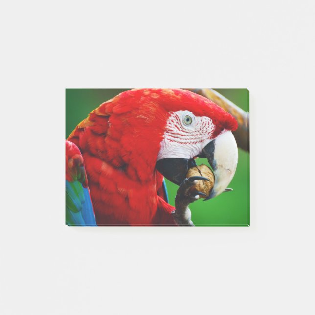 Red-and-green Macaw Post-it Notes (Front)