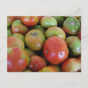 Red and Green Tomatoes Postcard