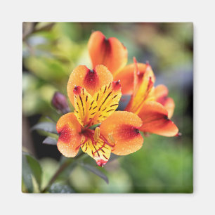 Red and Orange Alstroemeria Flowers Magnet