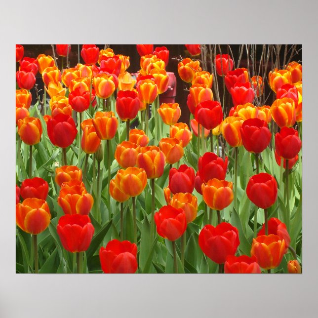 Red And Orange Tulips Lollipop Poster (Front)