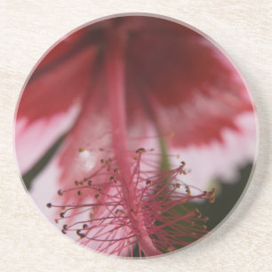 Red and Pink Hawaiian Hibiscus Coaster