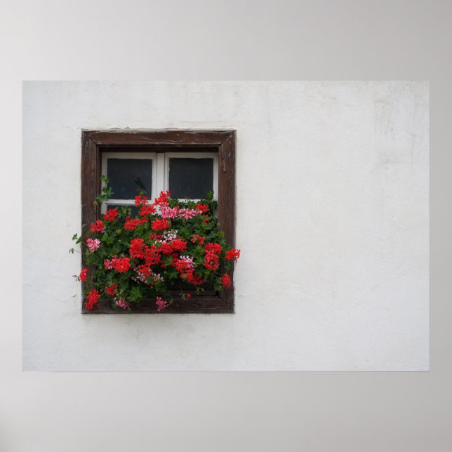 Red And Pink Pelargonium Poster (Front)