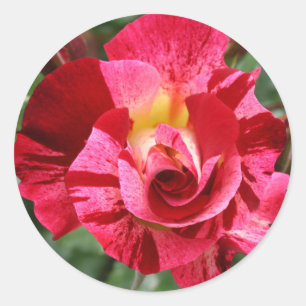 Red and Pink Rose Classic Round Sticker