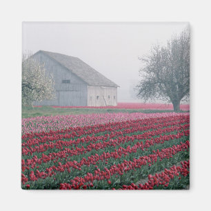 Red and pink tulips greet the day on a misty magnet