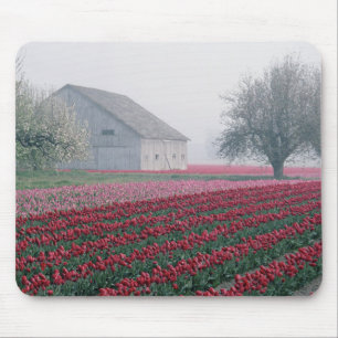 Red and pink tulips greet the day on a misty mouse pad
