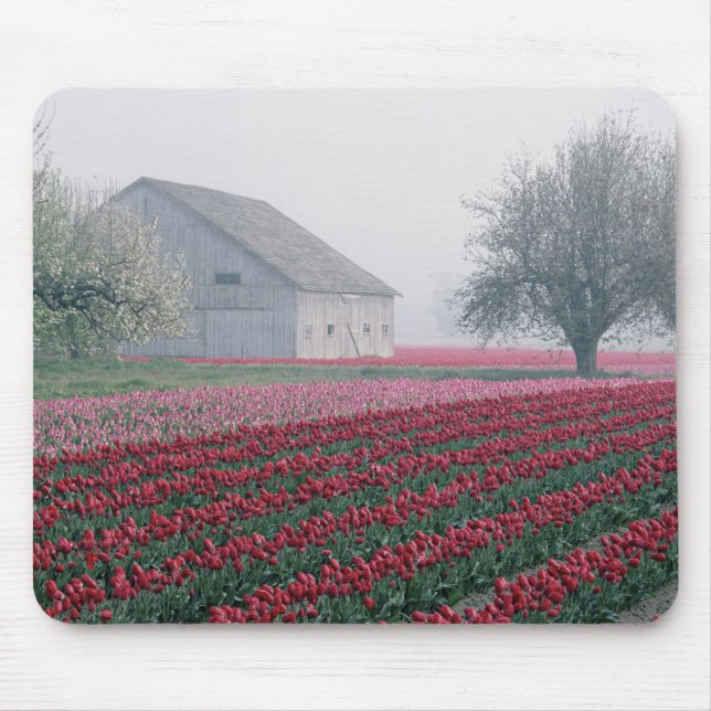 Red and pink tulips greet the day on a misty mouse pad (Front)