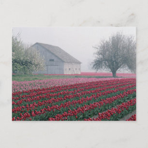 Red and pink tulips greet the day on a misty postcard