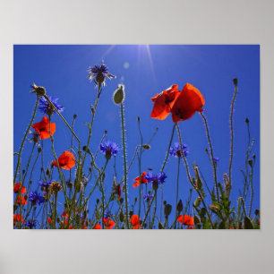 red and purple roses embracing a blue sky and sun poster