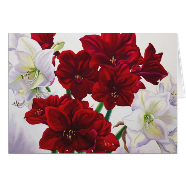 Red and White Amaryllis 2008 (Front Horizontal)