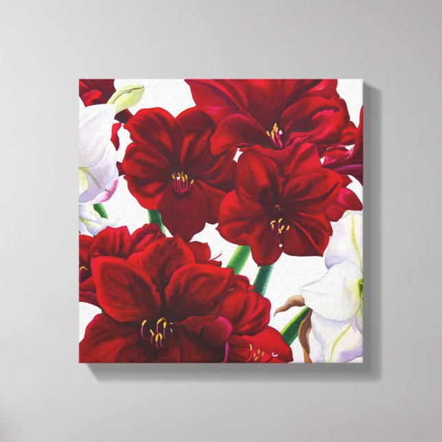 Red and White Amaryllis 2008 Canvas Print (Front)