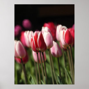 Red and White and Pink Tulips Poster