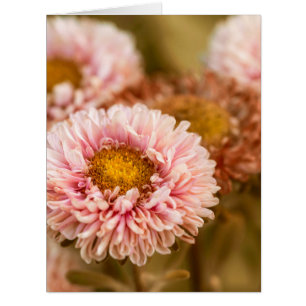 Red and White China Aster