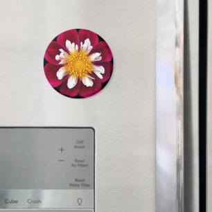 Red and White Collarette Dahlia Floral Magnet