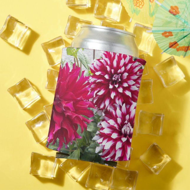 Red and White Dahlias Floral Can Cooler (In Situ Summer)