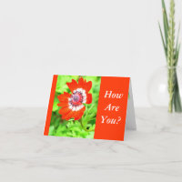 RED AND WHITE FLOWER/ HOW ARE YOU? (CUSTOMIZABLE)