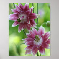 Red And White Flower Pair 