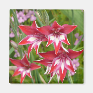 Red and White Gladiolas Summer Botanical Magnet