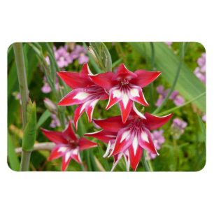 Red and White Gladiolas Summer Botanical Magnet