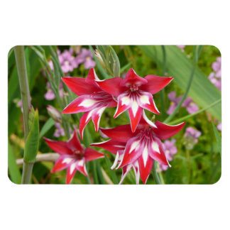 Red and White Gladiolas Summer Botanical Magnet