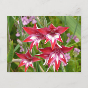 Red and White Gladiolas Summer Botanical Postcard