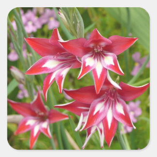 Red and White Gladiolas Summer Botanical Square Sticker