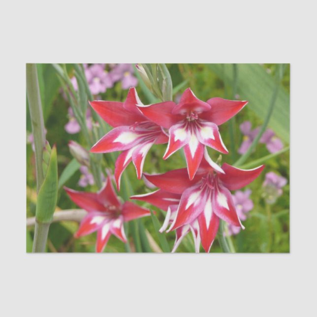 Red and White Gladiolas Summer Botanical Tissue Paper (Front)